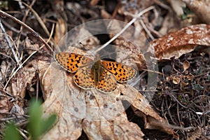 Brenthis daphne marbled fritillary butterfly orange switzerland alps mountain Nymphalidae