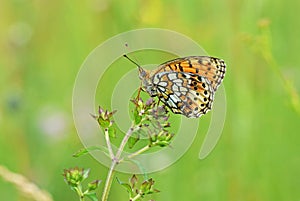 Brenthis hecate , The twin-spot fritillary butterfly , butterflies of Iran photo