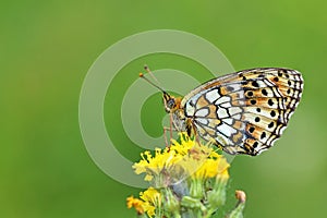 Brenthis hecate , The twin-spot fritillary butterfly , butterflies of Iran photo