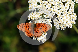 Brenthis ino , The Lesser marbled fritillary butterfly