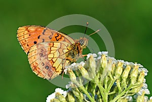 Brenthis ino , The Lesser marbled fritillary butterfly , butterflies of Iran