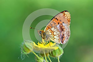 Brenthis ino , The Lesser marbled fritillary butterfly , butterflies of Iran