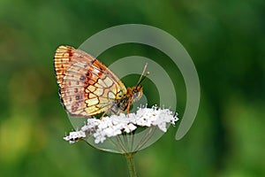 Brenthis ino , The Lesser marbled fritillary butterfly , butterflies of Iran