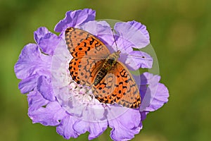 Brenthis ino , The Lesser marbled fritillary butterfly on purple flower , butterflies of Iran