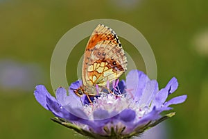 Brenthis ino , The Lesser marbled fritillary butterfly on purple flower , butterflies of Iran photo