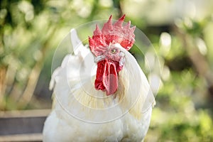 Bress Gallic breed white cock in a green nature background