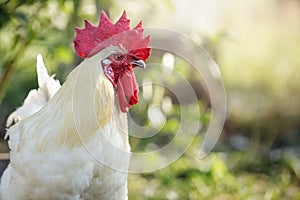 Bress Gallic breed white cock in a green sunny nature background