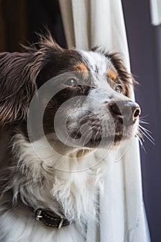 Breton dog portrait observing the street through the window