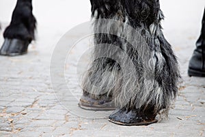 Breton horse legs and hooves with feathering and spats photo
