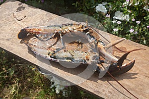 Breton lobster cut in two pieces