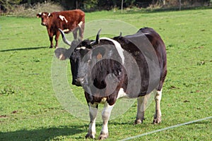 Breton Pie Noire cow photo