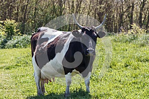 Breton Pie Noire cow photo