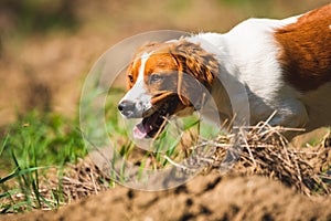 Breton spaniel female puppy in hunting on field