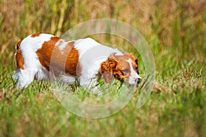 Breton spaniel female puppy in hunting on field