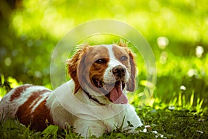 Breton spaniel female puppy lying down in green grass