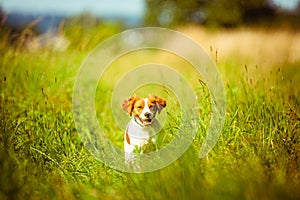 Breton spaniel female puppy running towards camera