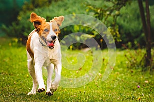 Breton spaniel puppy running towards camera