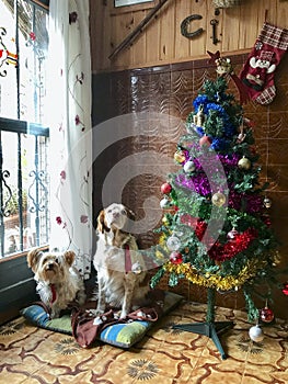 Breton and york shire dogs posing next to the christmas tree