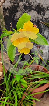 Breutiful yellow Tecoma flowers