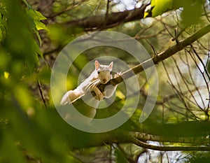 Brevard White Squirrel on Tree Limb