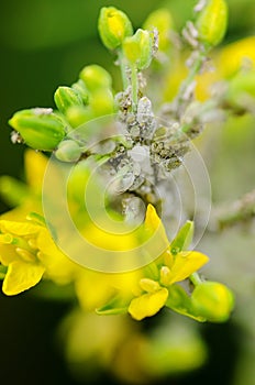 Brevicoryne brassicae