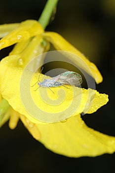 Brevicoryne brassicae - insect, commonly known as the cabbage aphid or cabbage aphis on rapeseed flower.