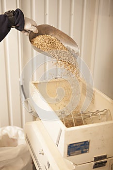 Brewer pouring barley seeds into grain mill at his brewery