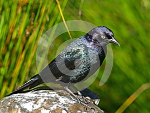 Brewer's Blackbird(Euphagus cyanocephalus)