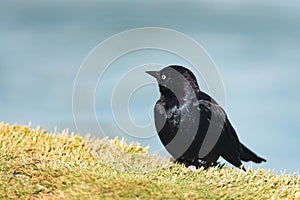 Brewer`s blackbird Euphagus cyanocephalus male, close up portrait of small bird sitting on the beach close to the pond
