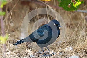 Brewer`s blackbird feeding at seaside