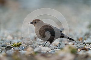 Brewer`s blackbird feeding at seaside