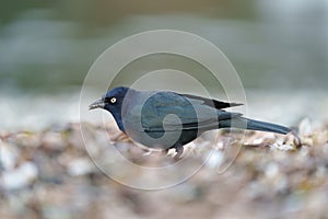 Brewer`s blackbird feeding at seaside