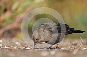 Brewer`s blackbird feeding at seaside