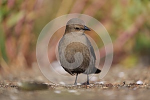 Brewer`s blackbird feeding at seaside