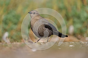 Brewer`s blackbird feeding at seaside