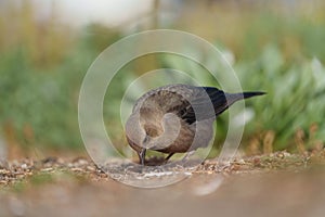 Brewer`s blackbird feeding at seaside photo