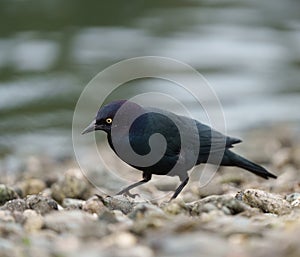 Brewer`s blackbird feeding at seaside photo