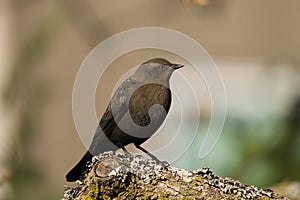 Brewer`s blackbird feeding at seaside photo