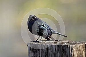 Brewer\'s blackbird perched on a post