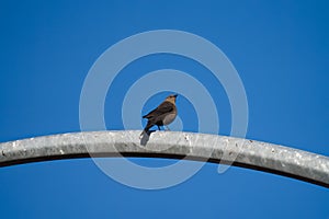 Brewer`s blackbird resting on a pole photo