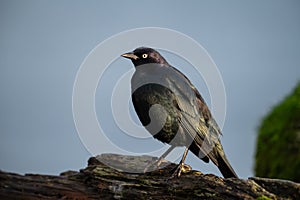 Brewer`s blackbird resting at seaside