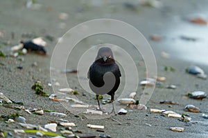 Brewer`s blackbird resting at seaside