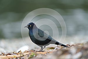 Brewer`s blackbird resting at seaside