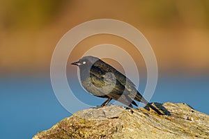 Brewer`s blackbird resting at seaside