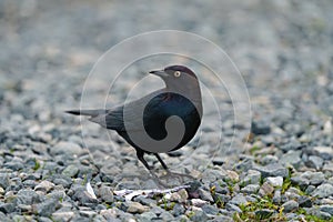 Brewer`s blackbird resting at seaside