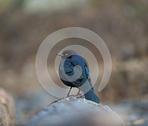 Brewer`s blackbird resting at seaside