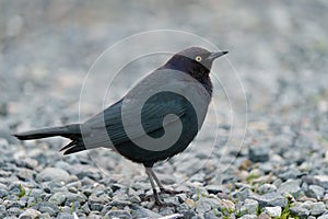 Brewer`s blackbird resting at seaside