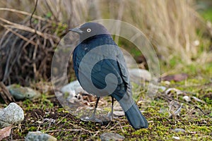 Brewer`s blackbird resting at seaside