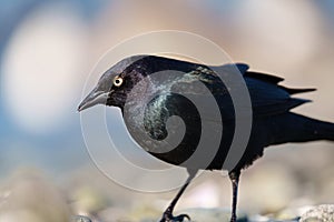 Brewer`s blackbird resting at seaside