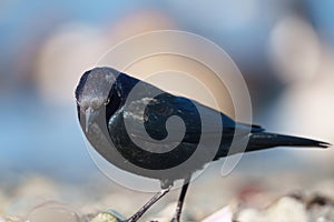 Brewer`s blackbird resting at seaside